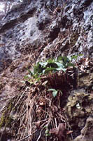Trillium, a not-so-common wildflower.